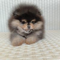 Spitz tedesco nano.pomerania