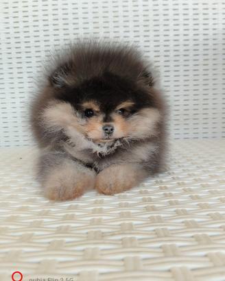 Spitz tedesco nano.pomerania
