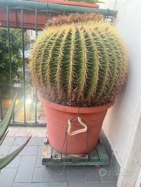 Echinocactus grusonii (cuscino della suocera)
