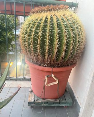 Echinocactus grusonii (cuscino della suocera)