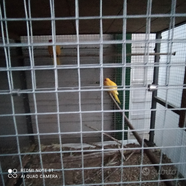 Vogliera con pappagalli