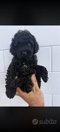 Cucciolo barboncino
