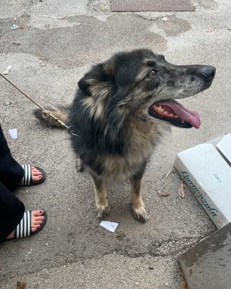 Cane razza meticcio