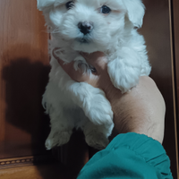 Mini maltese toy