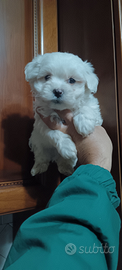 Mini maltese toy