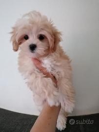 Cuccioli maltipoo maltese coreana /barboncino toy