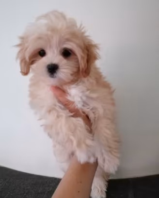 Cuccioli maltipoo maltese coreana /barboncino toy