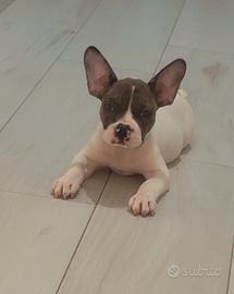 Bulldog francese