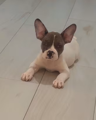 Bulldog francese