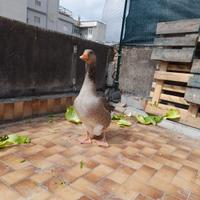 Oca di tolosa agricola