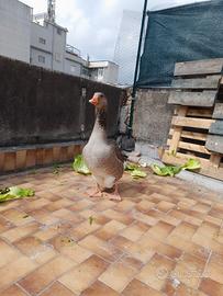 Oca di tolosa agricola