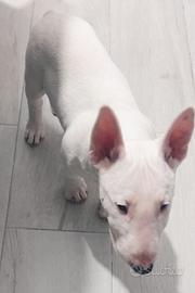 Bull terrier
