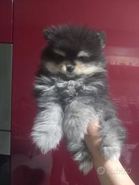 Cuccioli di spitz
