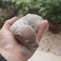 Cuccioli piccolo levriero italiano