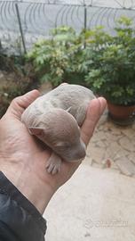 Cuccioli piccolo levriero italiano