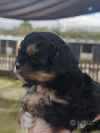 Cuccioli shihpoo