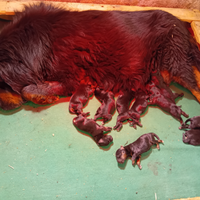 Mastino Tibetano (Tibetan Mastiff)