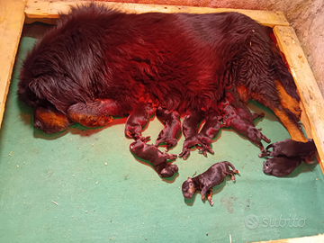 Mastino Tibetano (Tibetan Mastiff)