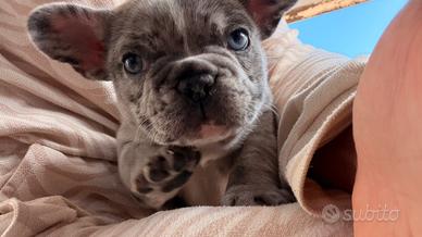 Bulldog francese