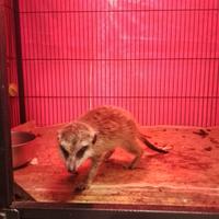 Suricato maschio tre mesi