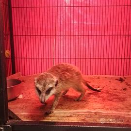 Suricato maschio tre mesi