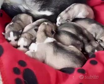 Cuccioli Siberian husky