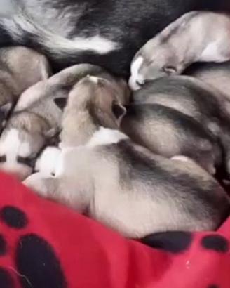 Cuccioli Siberian husky