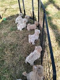 Cuccioli Maltipoo italiani taglia piccola