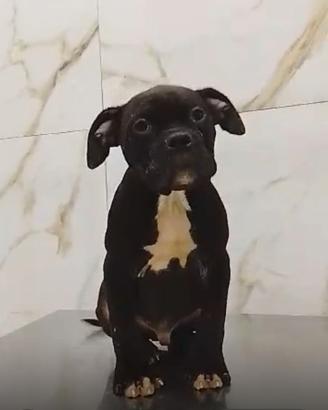 Bully