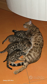 Gattini bengala da mostra e gare