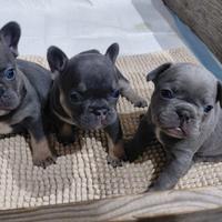Cuccioli bulldog francese