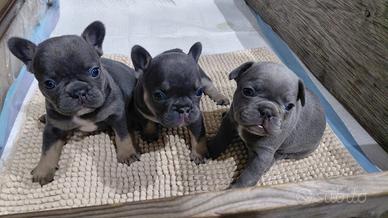 Cuccioli bulldog francese