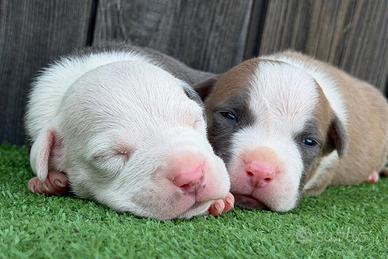Cuccioli di pitbull