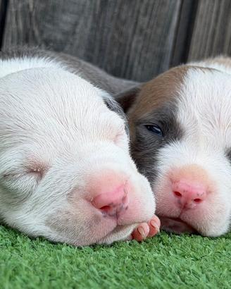 Cuccioli di pitbull