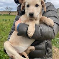 Cuccioli maschi e femmine