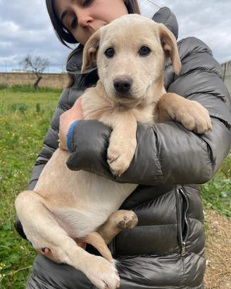 Cuccioli maschi e femmine