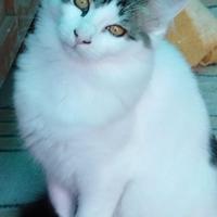 Adozione per il gatto Sirio