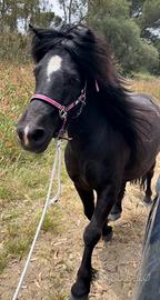 Pony
