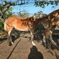 Puledro haflinger