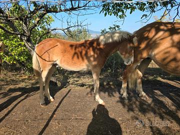 Puledro haflinger