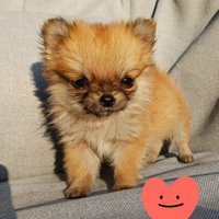 Cucciolo di chihuahua mini pelo lungo