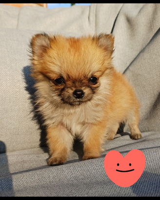 Cucciolo di chihuahua mini pelo lungo