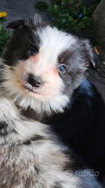 Border collie cucciolo pedigree