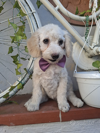 Barboncina piccola nanetta