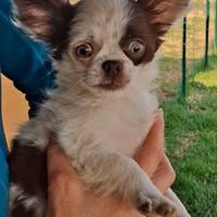 Cucciola di chihuahua