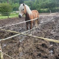 Cavalla Pony haflinger