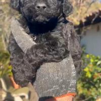 Barboncino toy nero femmina anche a rate