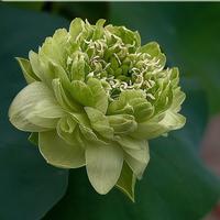 nelumbo GOLD AND JADE PEONY 