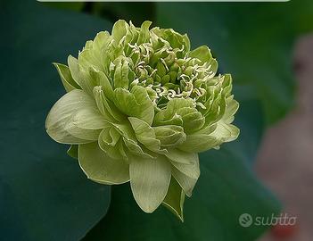 nelumbo GOLD AND JADE PEONY 