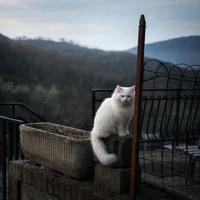 Maschio angora turco disponibile accoppiamento